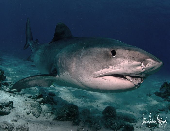 Emma enjoys a treat during a recent dive at Tiger Beach -... by Steven Anderson 