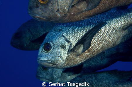 ..


60 mm macro by Serhat Tasgedik 