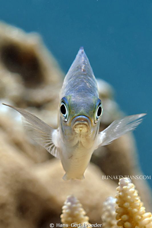 Monocle Bream
Bunaken Island, Sulawesi,Indonesia,
Nikon... by Hans-Gert Broeder 