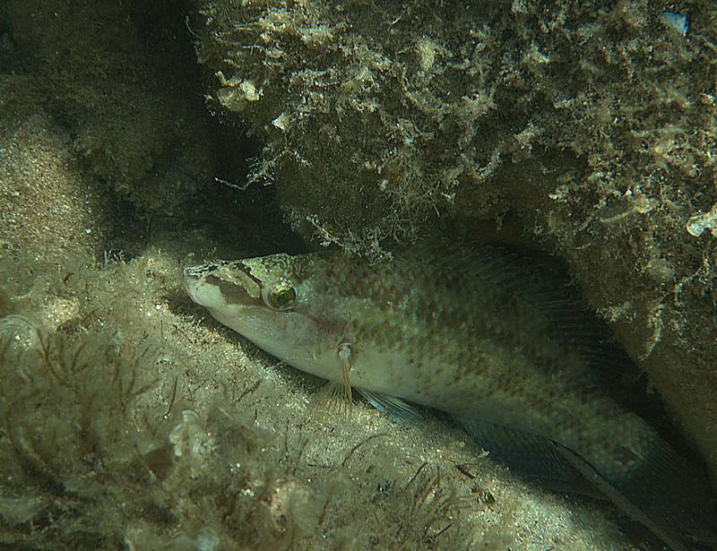 mediterranean wrasse
Isola Caprera by Chris Krambeck 