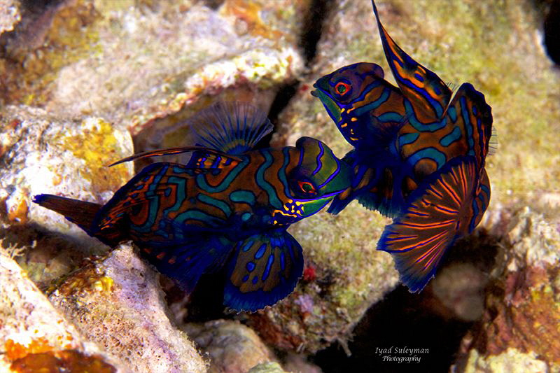Behavior of  Mandarinfishes 
 by Iyad Suleyman 