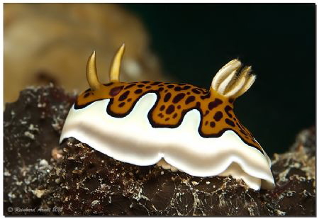 -Tigerlook-
Chromodoris gleniei, Helengeli, North Male A... by Reinhard Arndt 