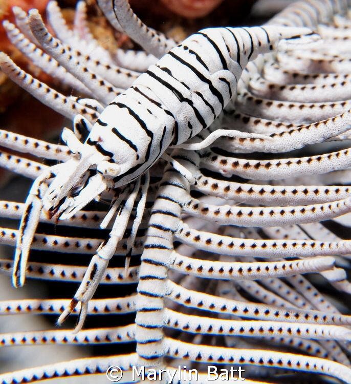 Crinoid Shrimp a study iin Black and White. by Marylin Batt 