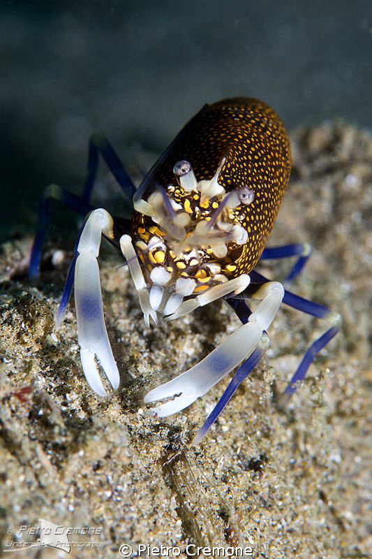 Spotted bumblebee shrimp by Pietro Cremone 