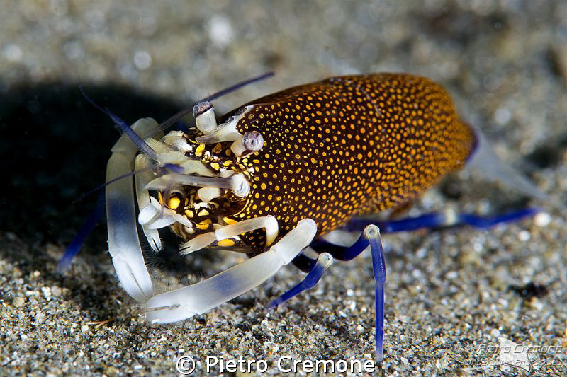 Spotted bumblebee shrimp by Pietro Cremone 