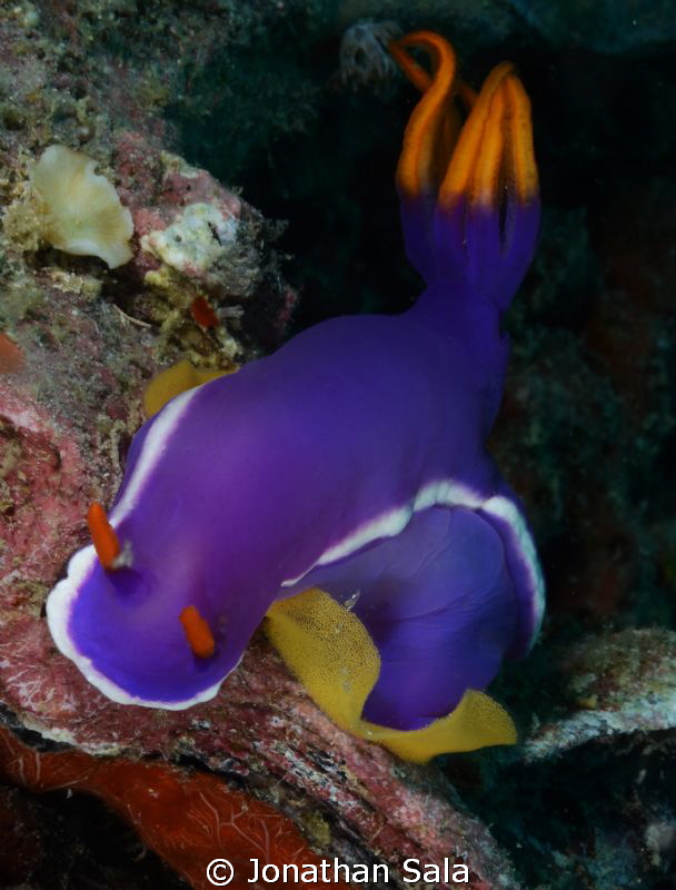 Hypselodoris bullockii 
with.... eggs... by Jonathan Sala 