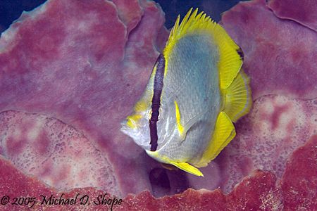 Taking pictures is like shooting fish in barrel (or spong... by Michael Shope 