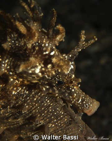 Hyppocampus guttulatus by nigth by Walter Bassi 