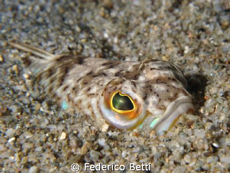HUNTING
The head of a Trachinus draco emerging from the ... by Federico Betti 