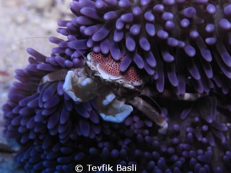 Kapalai Resort 7meter Sea&Sea dx-2g by Tevfik Başlı 
