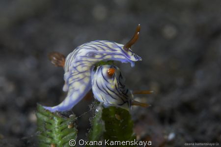 "nude erotica"
Nudibranch Hypselodoris nigrostriata by Oxana Kamenskaya 