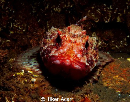 angry fish by Ilker Acar 