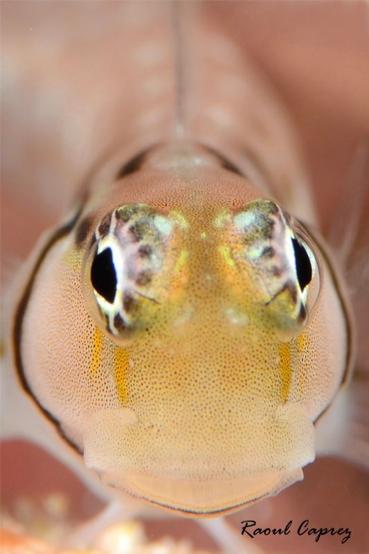 Close encounter by Raoul Caprez 
