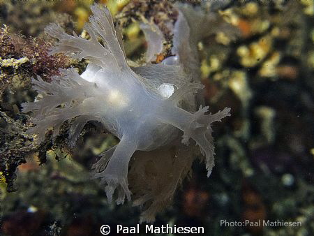 G11 by Paal Mathiesen 