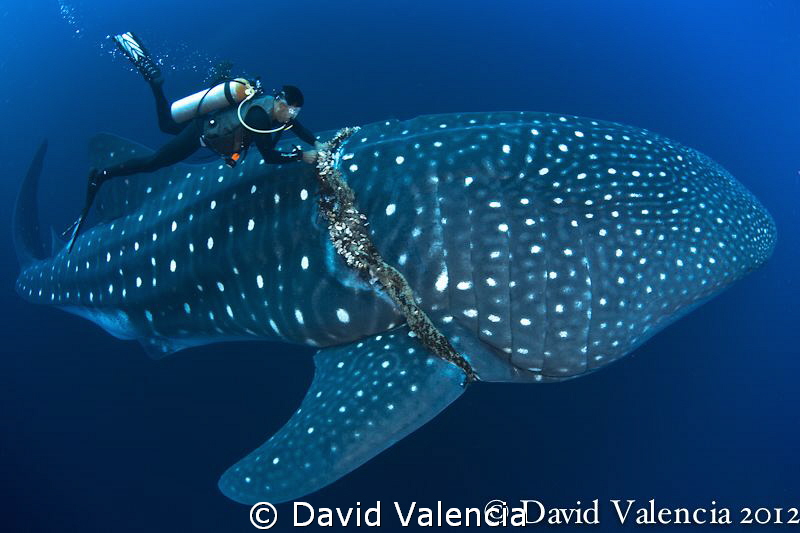 This divemaster frees a 35ft whale shark from a thick fis... by David Valencia 