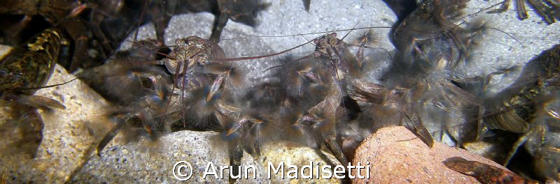 Banana shrimp filter feeding by Arun Madisetti 