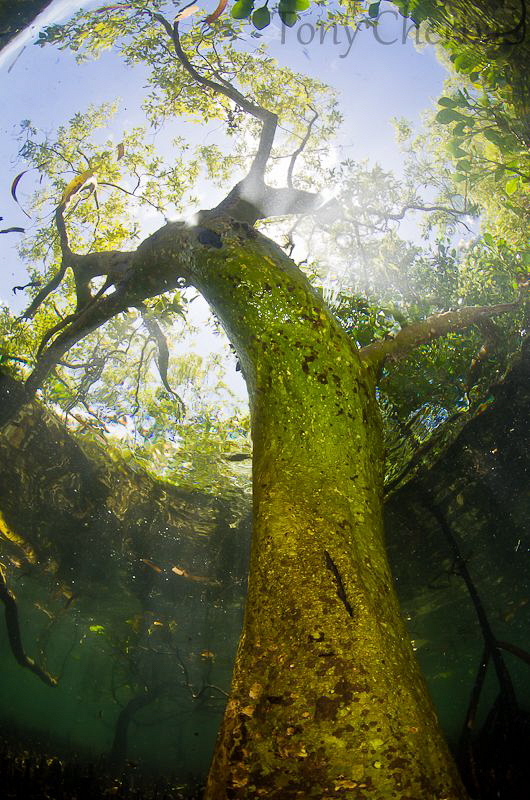 Tree by Tony Cherbas 