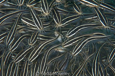 Organized chaos by Todd Moseley 