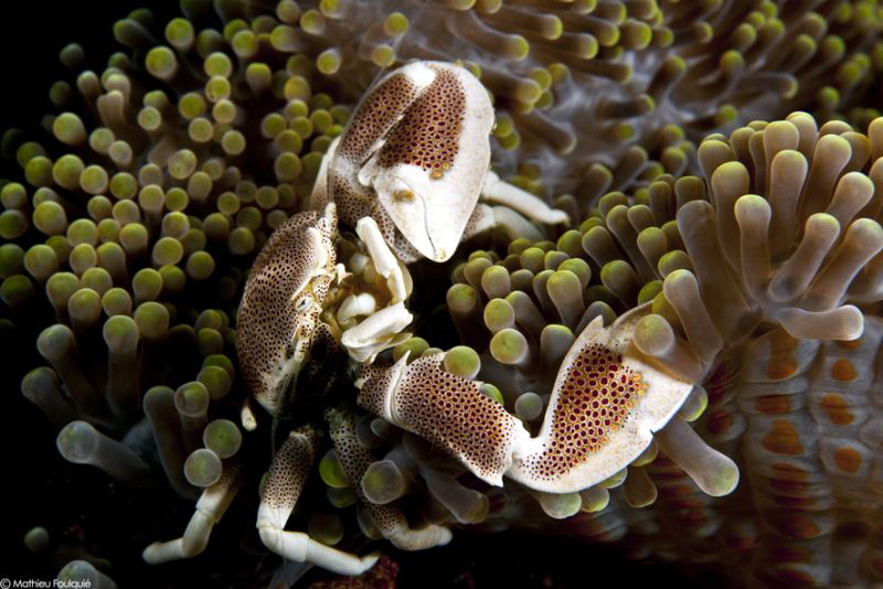 Neopetrolisthes maculatus by Mathieu Foulquié 