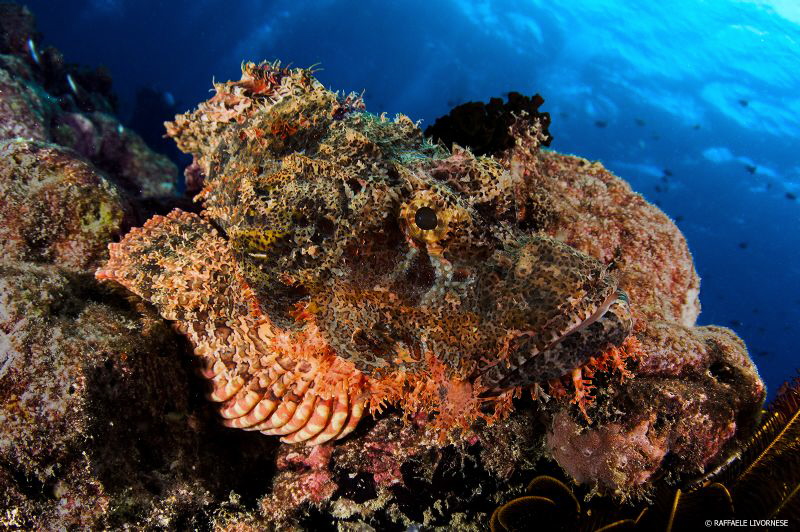 Scorpaenopsis diabolus (devil scorpionfish) by Raffaele Livornese 
