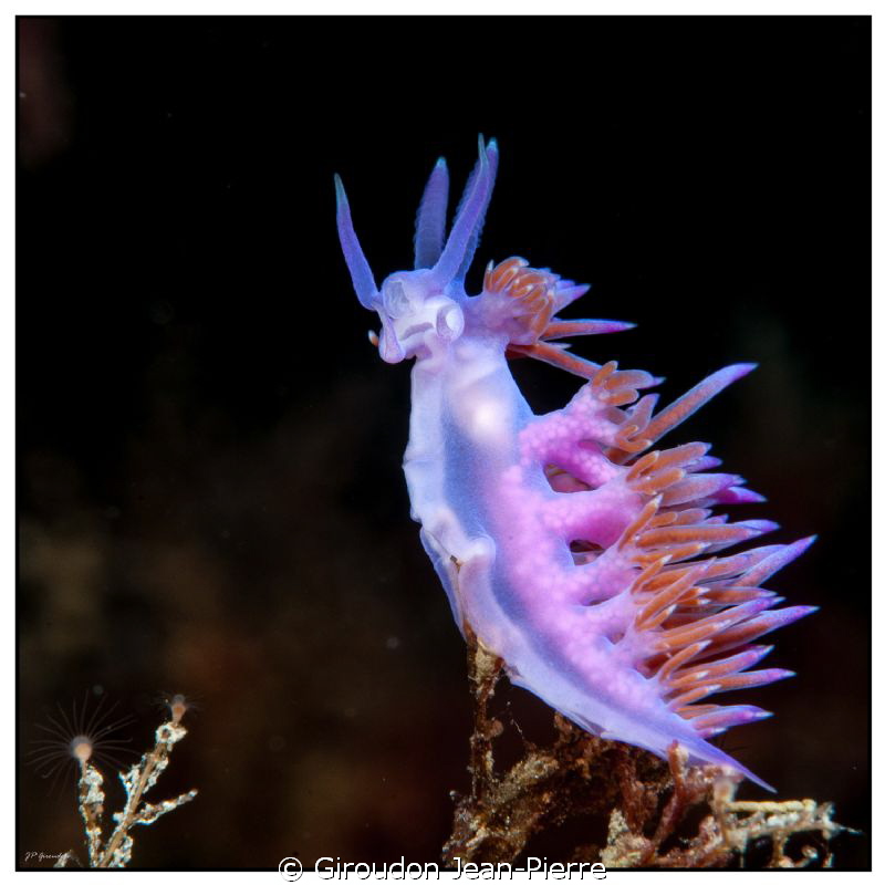 105mm macro by Giroudon Jean-Pierre 