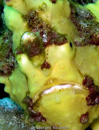 yellow frog by Georges Boudron 