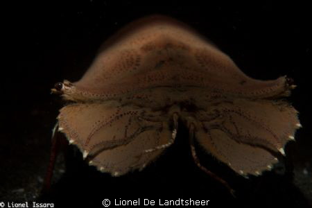 Lembeh Strait Jahir Night Dive by Lionel De Landtsheer 