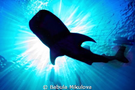 whaleshark by Babula Mikulova 