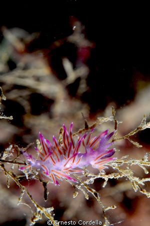 flabellina by Ernesto Cordella 