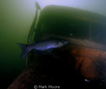 BLUE CAT FRESHWATER LAKE by Mark Moore 