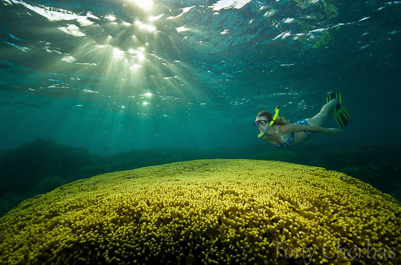Exploring Shallow Corals in the Bay by Tony Cherbas 