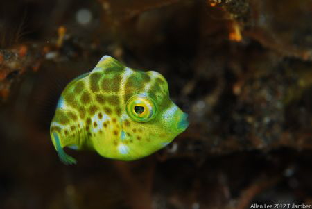 I'm cute.Nikon D800,105mmVR. by Allen Lee 