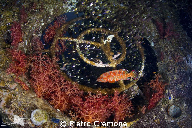 Grouper hunting by Pietro Cremone 