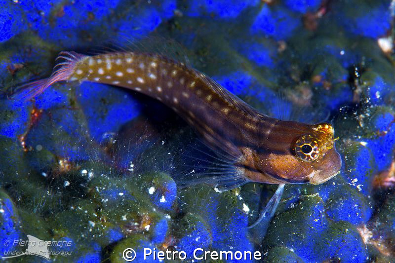 Blenny on blue sponge by Pietro Cremone 