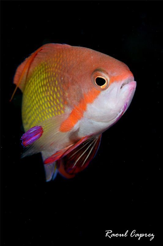 Rainbow friend by Raoul Caprez 