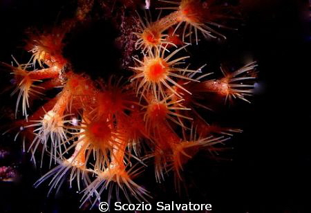 parazoantus by Scozio Salvatore 