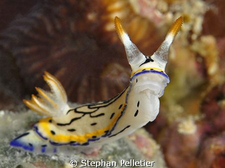 Shot on Nikon D90 w Tokina 100mm, Ikelite housing and dua... by Stephan Pelletier 