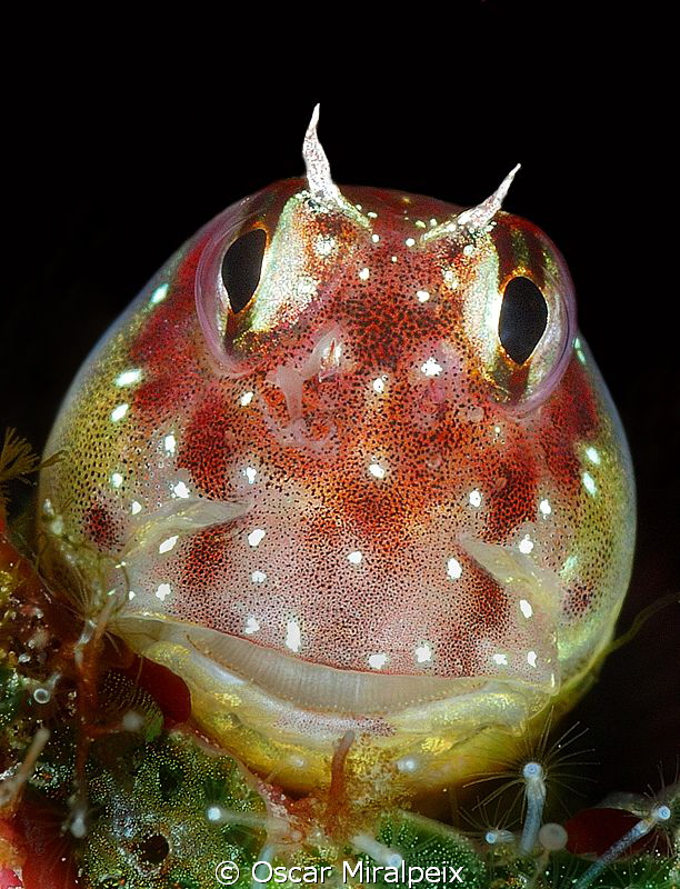 Rounded face Blenny by Oscar Miralpeix 