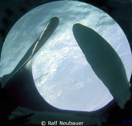 MoonshineManta
Change the surface into moon with the lit... by Ralf Neubauer 