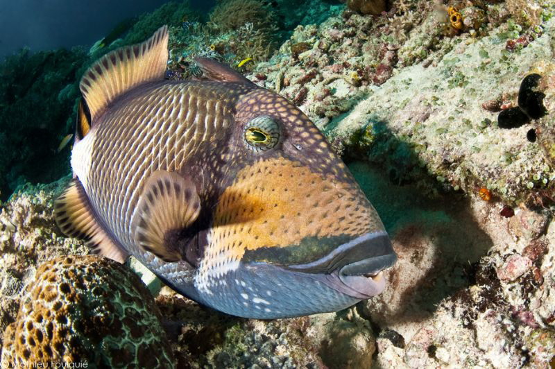 titan triggerfish by Mathieu Foulquié 