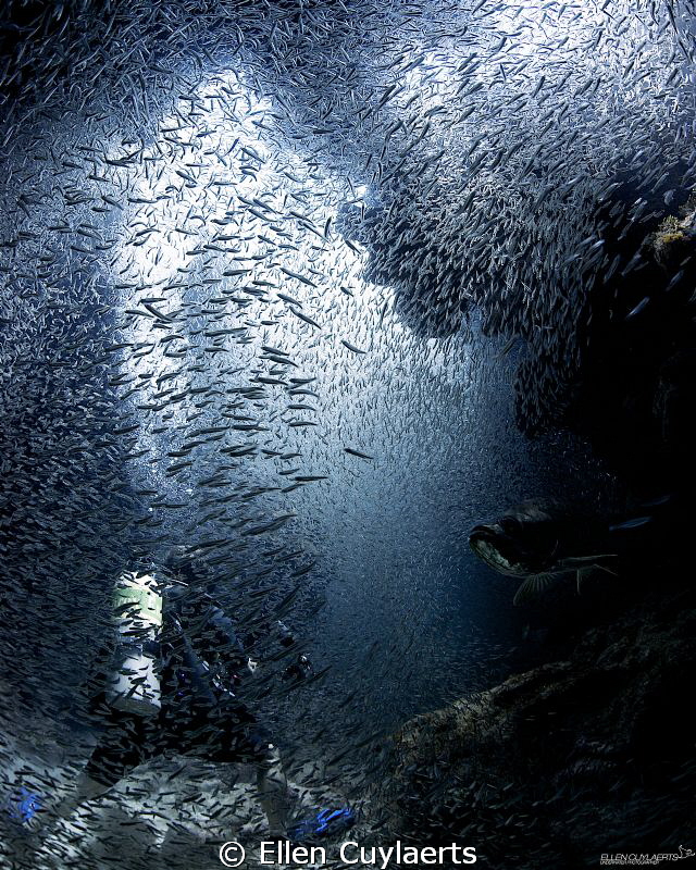 Diver immersed by silversides by Ellen Cuylaerts 