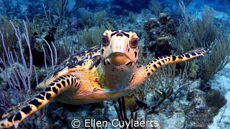 Follow me!

Hawskbill turtle ready for a dialogue! by Ellen Cuylaerts 