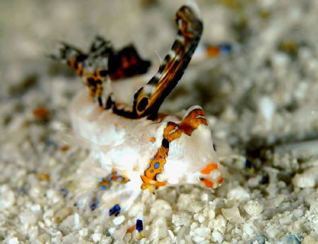 juvenile finger dragonet,found in kapalai(borneo),3mm.not... by Ketrick Chin 