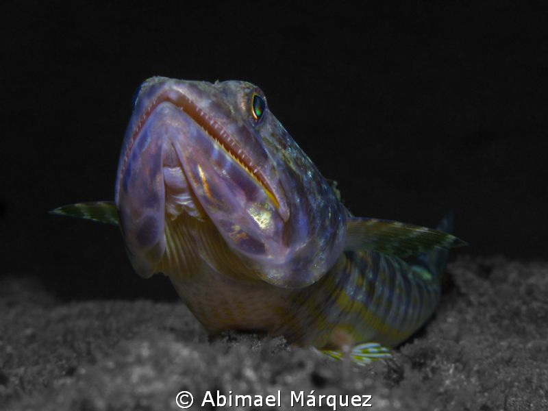 Sand Diver by Abimael Márquez 