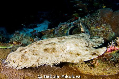 wobegoong by Babula Mikulova 