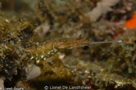 Cuttlefish hunting, lembeh strait by Lionel De Landtsheer 