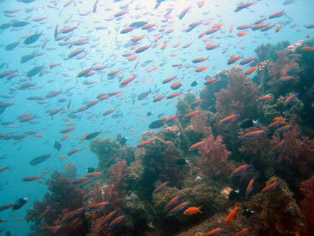 Fish Galore! Ah..........This is why we dive!!!! Taken in... by Lisa Lappe 