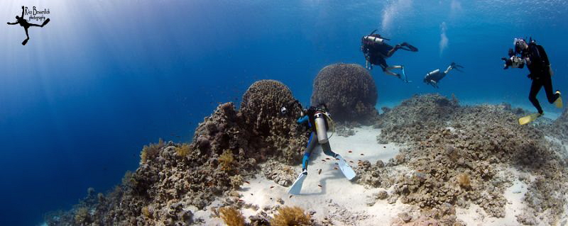 Panorama shot of the "Fiddle Garden", Sharm El Sheikh - E... by Rico Besserdich 