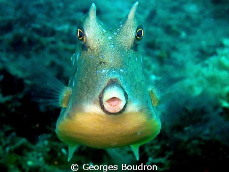 smile by Georges Boudron 