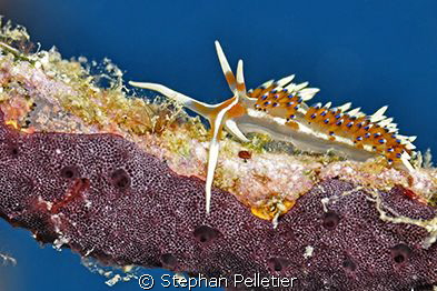 Phydiana Indica on a dead whip coral brach by Stephan Pelletier 
